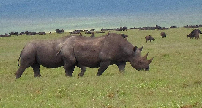 4 Days Tanzania Safari Itinerary