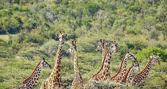 3 Days Tanzania Safari Itinerary
