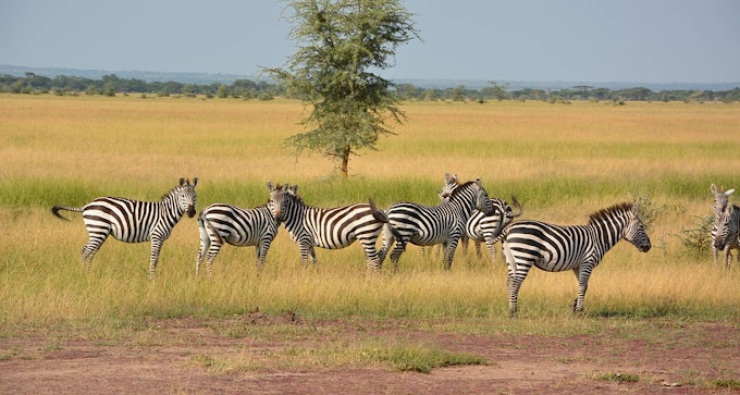 5 Days Tanzania Safari Itinerary – Tarangire, Serengeti, Ngorongoro & Lake Manyara