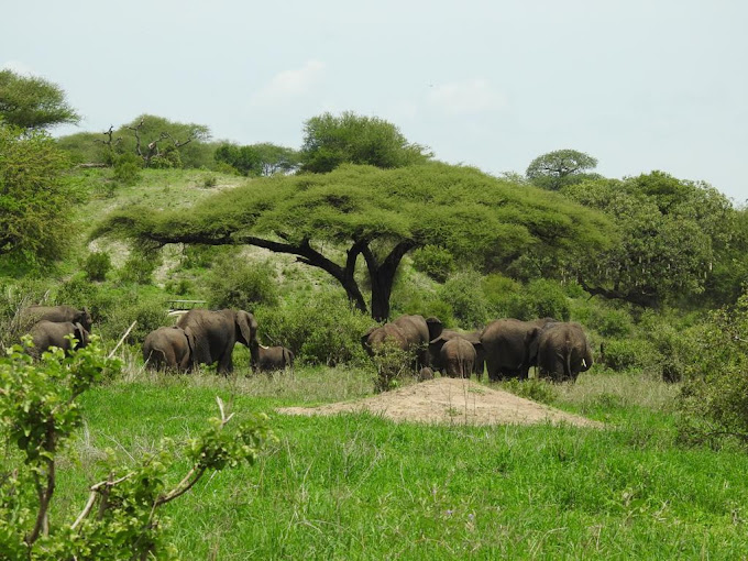 5 Days Tanzania Safari