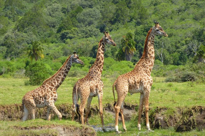 3 Days Tanzania Safari