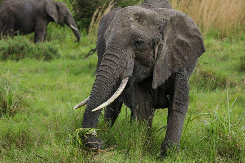 2 Days Tanzania Safari Itinerary