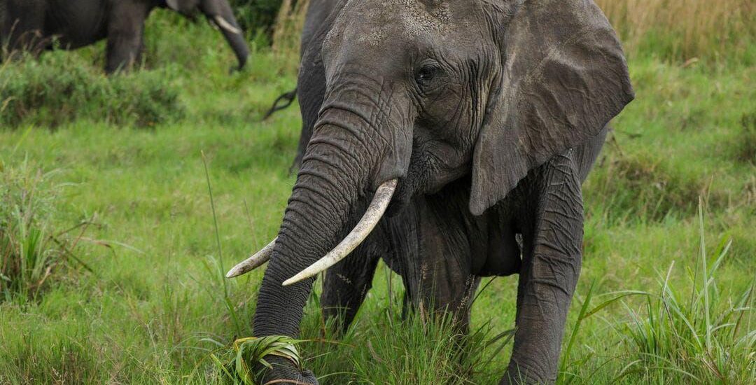 2 Days Tanzania Safari Itinerary