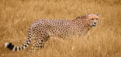 Best Time to Visit Tanzania for Safari