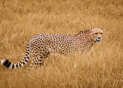 Best Time to Visit Tanzania for Safari