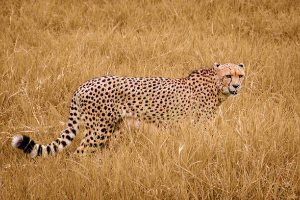 Best Time to Visit Tanzania for Safari: A Complete Guide