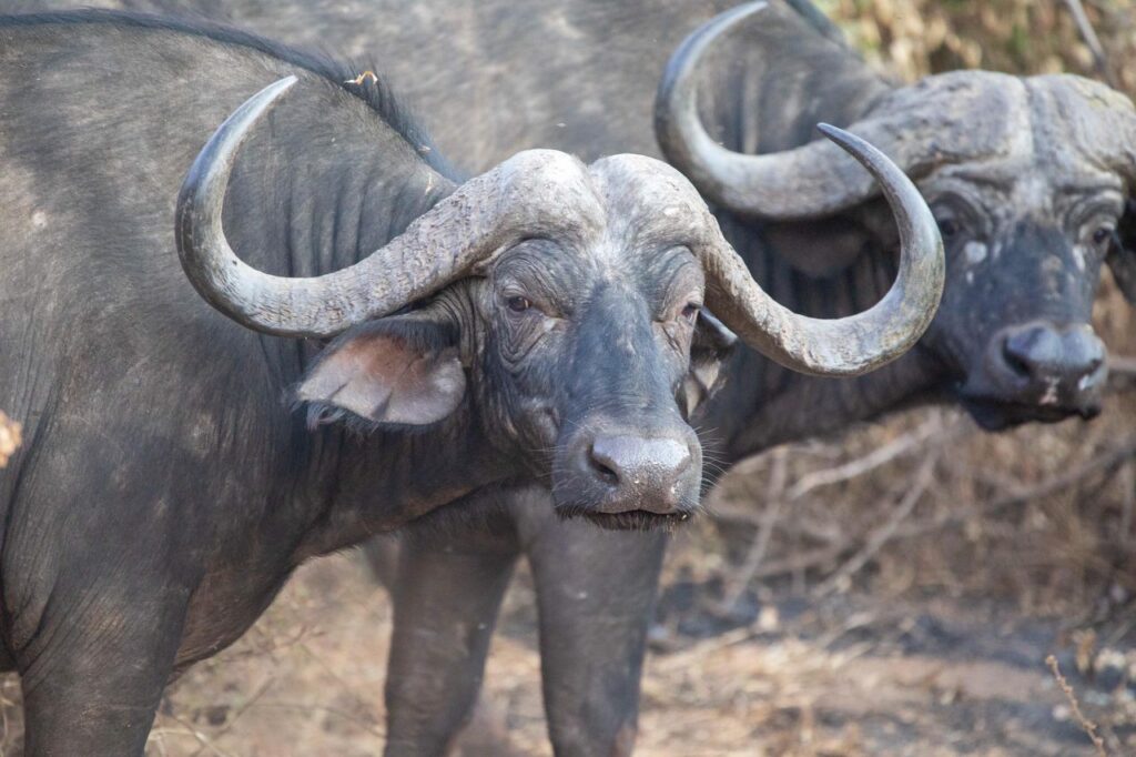 6 Days Tanzania Safari Itinerary – Tarangire, Serengeti, Ngorongoro & Lake Manyara