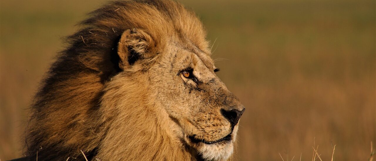 lion JONES AFRICA SAFARIS