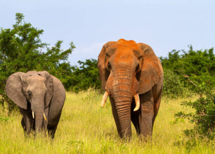 Tanzania Safari Prices