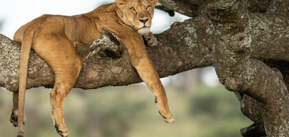 Tanzania Safari Prices