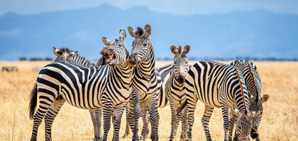 Tanzania Safari Prices