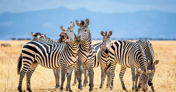 Tanzania Safari Prices