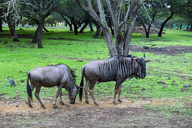 Serengeti National Park