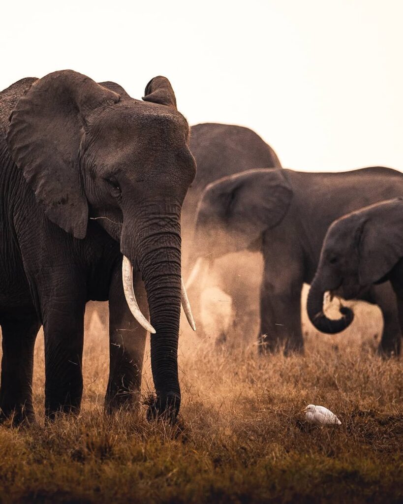 tanzania budget safari